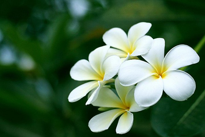 Cay hoa su trang chua benh tai tinh the nao?-Hinh-3